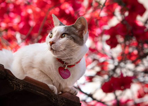 Elisabeth Blum | Tiere | Paarfotograf auf alleFotografen