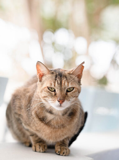 Elisabeth Blum | Tiere | Tierfotograf auf alleFotografen