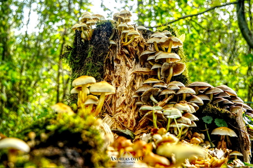 ao_bildaufnahmen | Meine Arbeiten | Tierfotograf auf alleFotografen