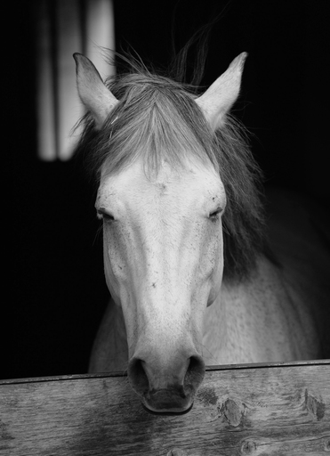 Olaf Eckhardt | Animals | Tierfotograf auf alleFotografen
