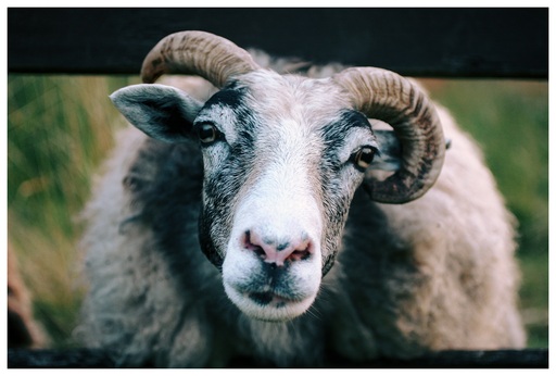 Picavle | Tiere | Tierfotograf auf alleFotografen