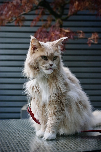 Picavle | Tiere | Tierfotograf auf alleFotografen