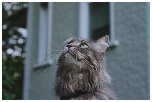Picavle | Tiere | Familienfotograf auf alleFotografen