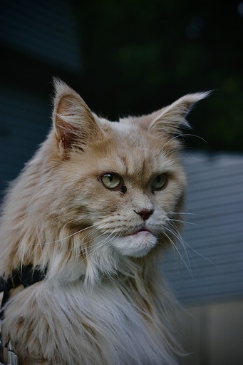 Picavle | Tiere | Fahrzeugfotograf auf alleFotografen