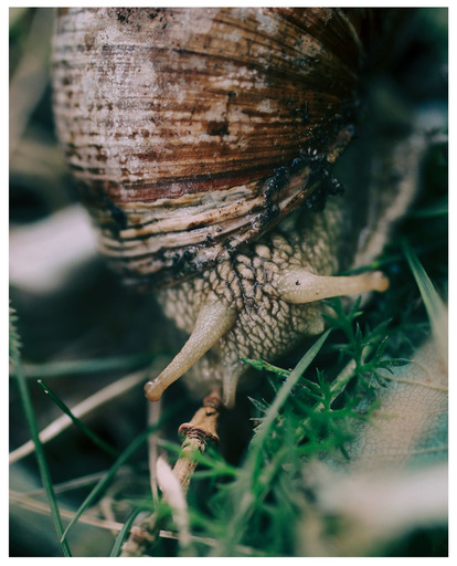 Picavle | Tiere | Konfirmationsfotograf auf alleFotografen