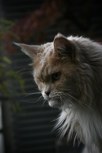 Picavle | Tiere | Sportfotograf auf alleFotografen