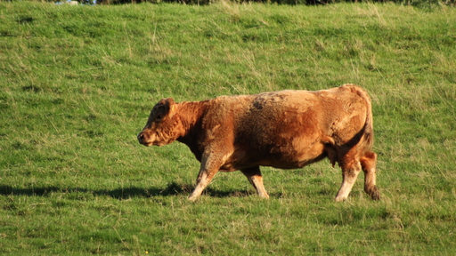 Picavle | Tiere | Kinderfotograf auf alleFotografen