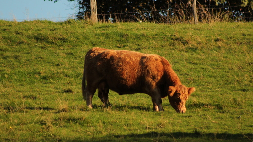 Picavle | Tiere | Tierfotograf auf alleFotografen