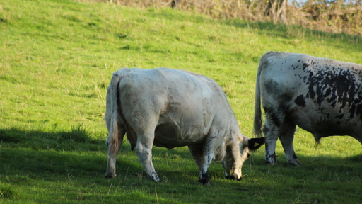 Picavle | Tiere | Paarfotograf auf alleFotografen