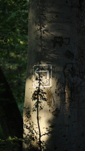 Picavle | Natur | Konzertfotograf auf alleFotografen