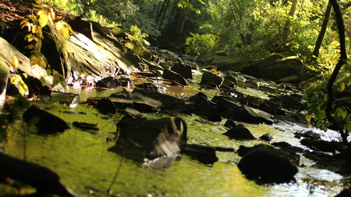 Picavle | Natur | Babyfotograf auf alleFotografen