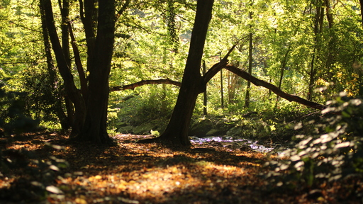 Picavle | Natur | Konfirmationsfotograf auf alleFotografen
