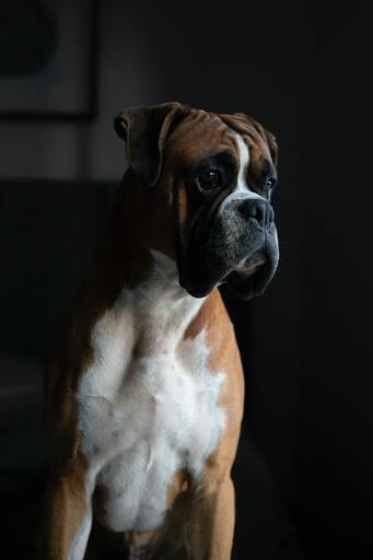 FotoVenzlaff | Tiere | Sportfotograf auf alleFotografen
