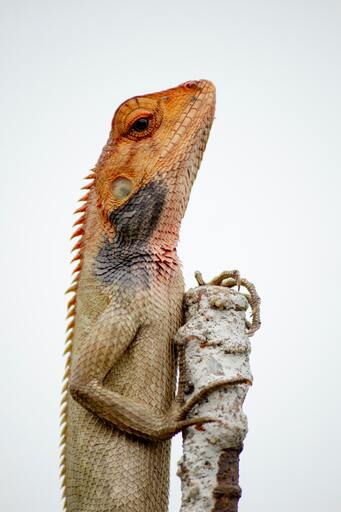 FotoVenzlaff | Tiere | Sportfotograf auf alleFotografen