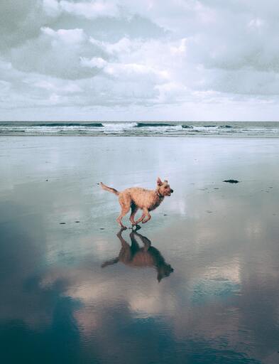 FotoVenzlaff | Tiere | Pferdefotograf auf alleFotografen
