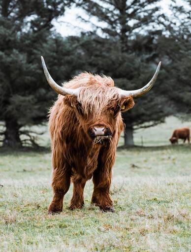 FotoVenzlaff | Tiere | Portraitfotograf auf alleFotografen