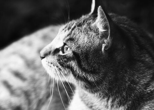 Falkenauge31 | Schwarz/Weiß Portrait | Portraitfotograf auf alleFotografen