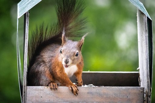 Alexander Bohnsack | Tiere | Sportfotograf auf alleFotografen