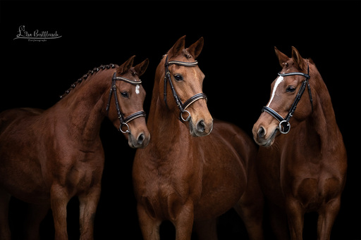 Lisa Bestfleisch | Pferde im Studio | Tierfotograf auf alleFotografen