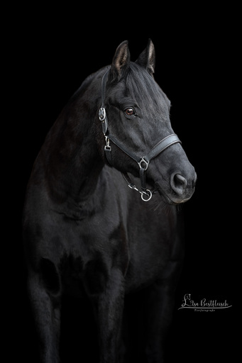 Lisa Bestfleisch | Pferde im Studio | Tierfotograf auf alleFotografen