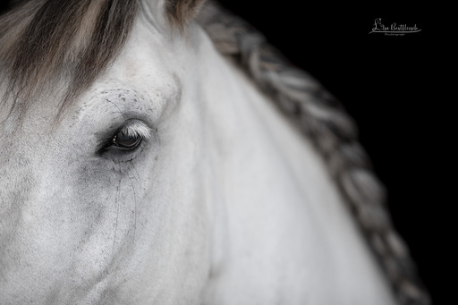 Lisa Bestfleisch | Pferde im Studio | Tierfotograf auf alleFotografen