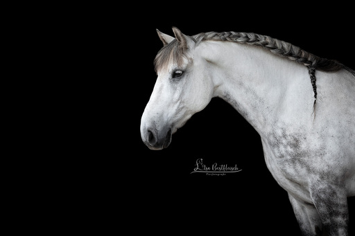 Lisa Bestfleisch | Pferde im Studio | Tierfotograf auf alleFotografen