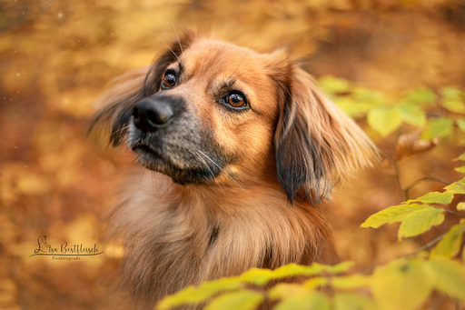 Lisa Bestfleisch | Hundefotografie | Hundefotograf auf alleFotografen