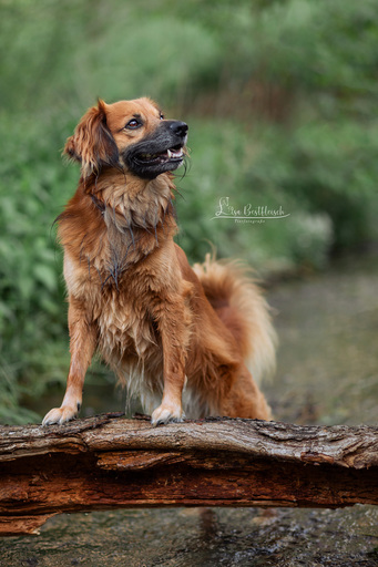 Lisa Bestfleisch | Hundefotografie | Pferdefotograf auf alleFotografen