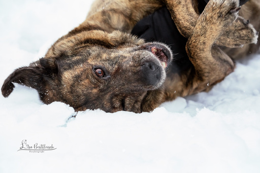 Lisa Bestfleisch | Hundefotografie | Pferdefotograf auf alleFotografen