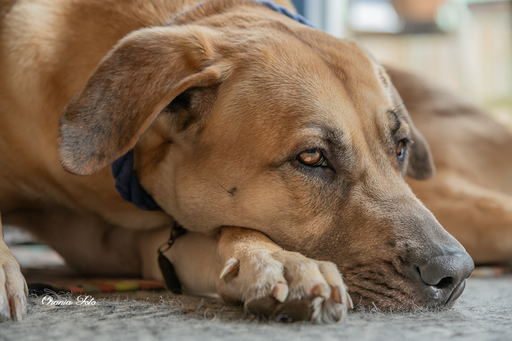 Orania Foto - Mobile Fotografie  | Tierfotografie  | Landschaftsfotograf auf alleFotografen