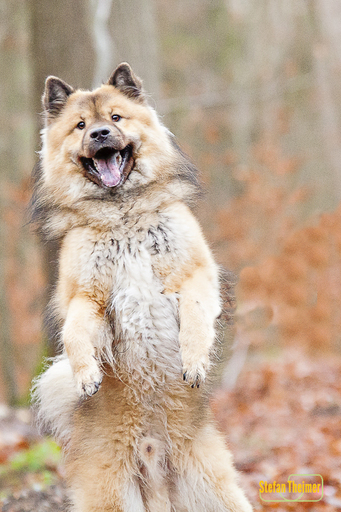 Analog is Unique | Hunde | Tierfotograf auf alleFotografen