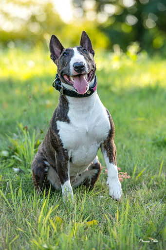 Orania Foto - Mobile Fotografie  | Tierfotografie  | Kinderfotograf auf alleFotografen