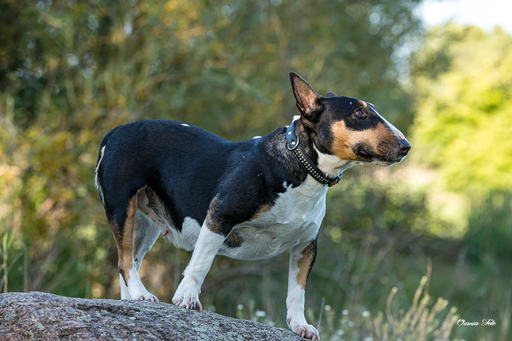 Orania Foto - Mobile Fotografie  | Tierfotografie  | Konzertfotograf auf alleFotografen