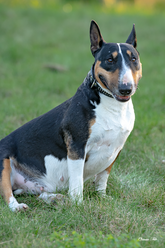 Orania Foto - Mobile Fotografie  | Tierfotografie  | Pferdefotograf auf alleFotografen