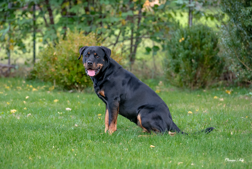 Orania Foto - Mobile Fotografie  | Tierfotografie  | Imagefotograf auf alleFotografen