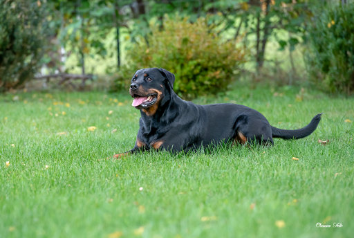 Orania Foto - Mobile Fotografie  | Tierfotografie  | Sportfotograf auf alleFotografen