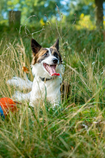 Orania Foto - Mobile Fotografie  | Tierfotografie  | Sportfotograf auf alleFotografen
