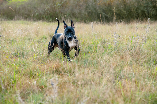 Orania Foto - Mobile Fotografie  | Tierfotografie  | Portraitfotograf auf alleFotografen