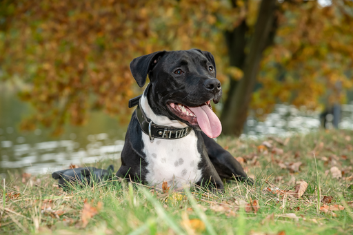 Orania Foto - Mobile Fotografie  | Tierfotografie  | Industriefotograf auf alleFotografen