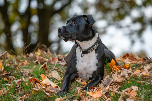 Orania Foto - Mobile Fotografie  | Tierfotografie  | Pferdefotograf auf alleFotografen
