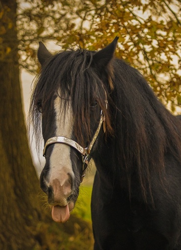 Tom's Fotografie  | Pferdefotografie  | Sportfotograf auf alleFotografen