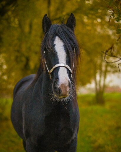 Tom's Fotografie  | Pferdefotografie  | Tierfotograf auf alleFotografen