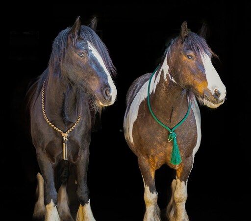 Tom's Fotografie  | Pferdefotografie  | Industriefotograf auf alleFotografen