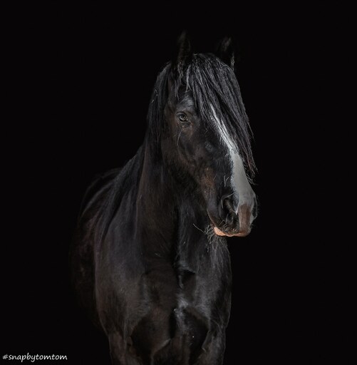 Tom's Fotografie  | Pferdefotografie  | Landschaftsfotograf auf alleFotografen