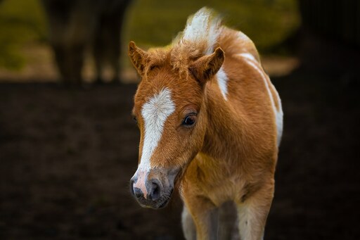 Tom's Fotografie  | Pferdefotografie  | Konzertfotograf auf alleFotografen