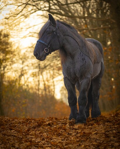 Tom's Fotografie  | Pferdefotografie  | Konzertfotograf auf alleFotografen