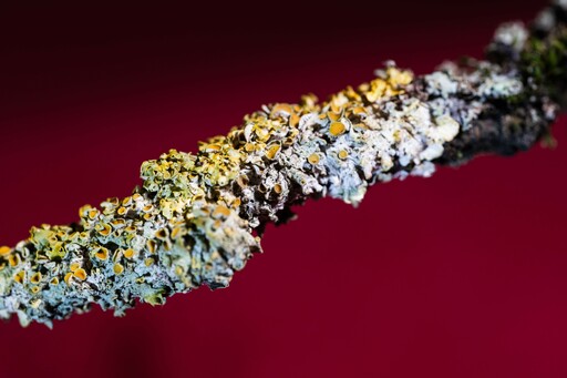 LOCKE art & photodesign | natur | Industriefotograf auf alleFotografen