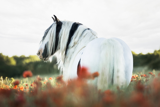 Jenna Theis Photography | Tierfotografie | Hundefotograf auf alleFotografen