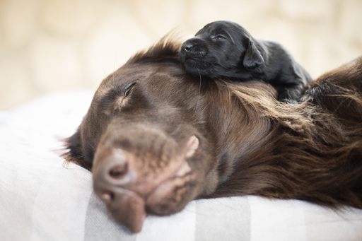 Jenna Theis Photography | Tierfotografie | Sportfotograf auf alleFotografen