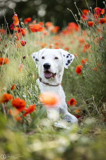 Jenna Theis Photography | Tierfotografie | Imagefotograf auf alleFotografen